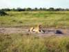 _03_lionsitting3_small.jpg