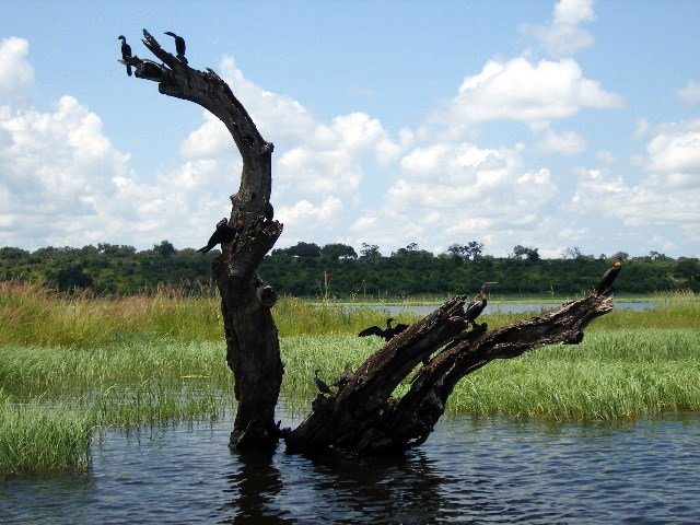 _04_tree.jpg