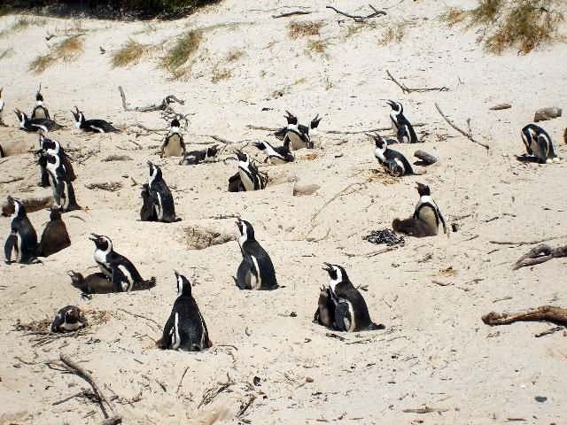 _8_penguins.jpg