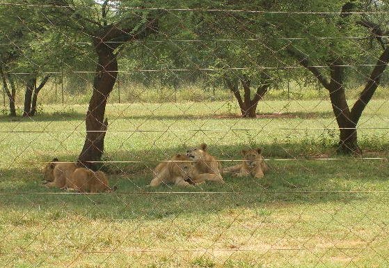_adultlions.jpg