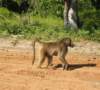 _baboons3_small.jpg