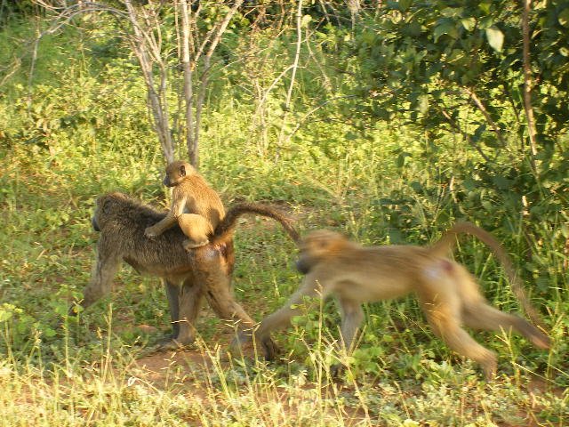 _baboons4.jpg