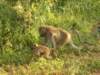 _baboons5_small.jpg