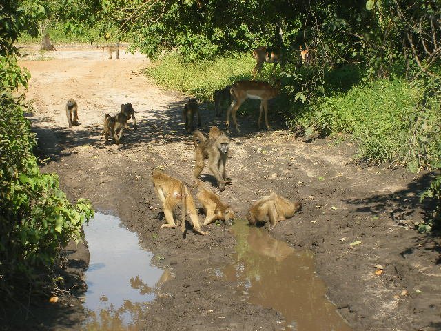 _baboonsinroad.jpg