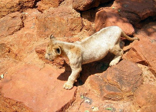 _lioncub1.jpg