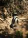 _penguin2_small.jpg