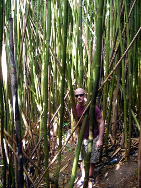 _bambooforest.jpg
