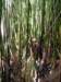 _bambooforest_small.jpg