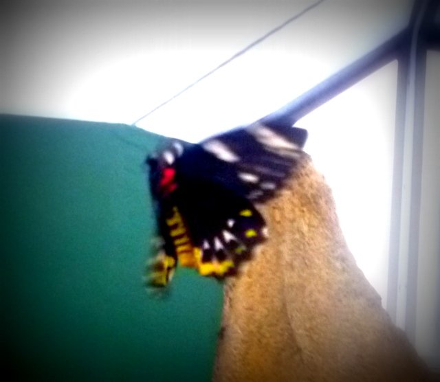 41_Butterfly2.27