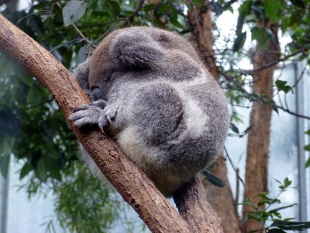 42_Koala6.55