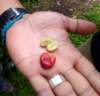 _beans3_small.jpg