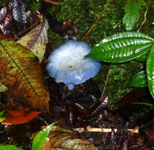 _bluemushroom.jpg