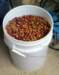 _dryingbeans3_small.jpg