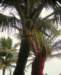 coconut_small.jpg